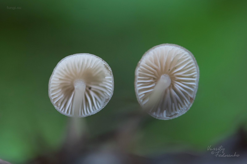 mycena-plumipes_02.jpg