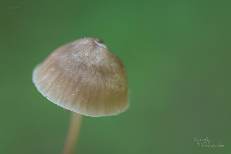 mycena-plumipes_03.jpg