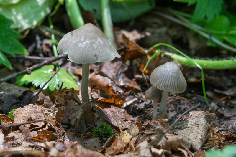 mycena_03_1.jpg