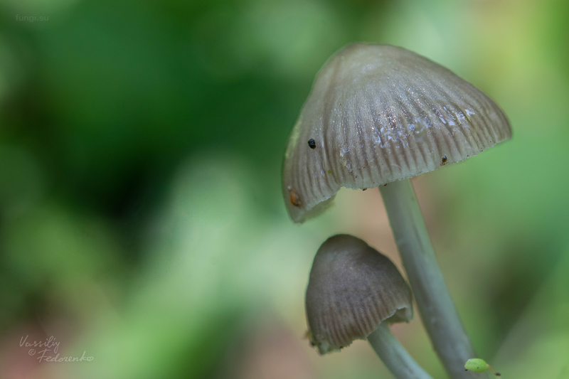 mycena_04_1.jpg