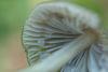 mycena_05_t1.jpg