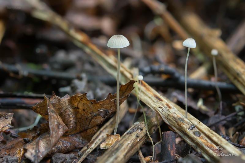 mycena_mirata_01.jpg