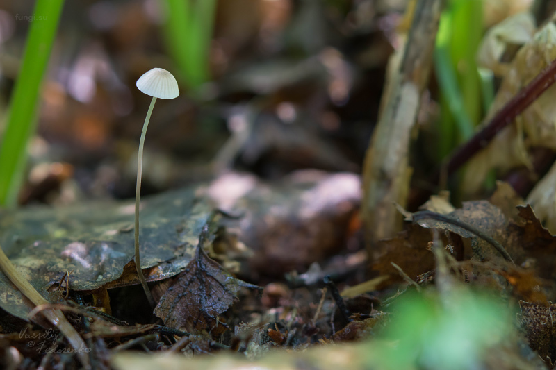 mycena_mirata_02.jpg