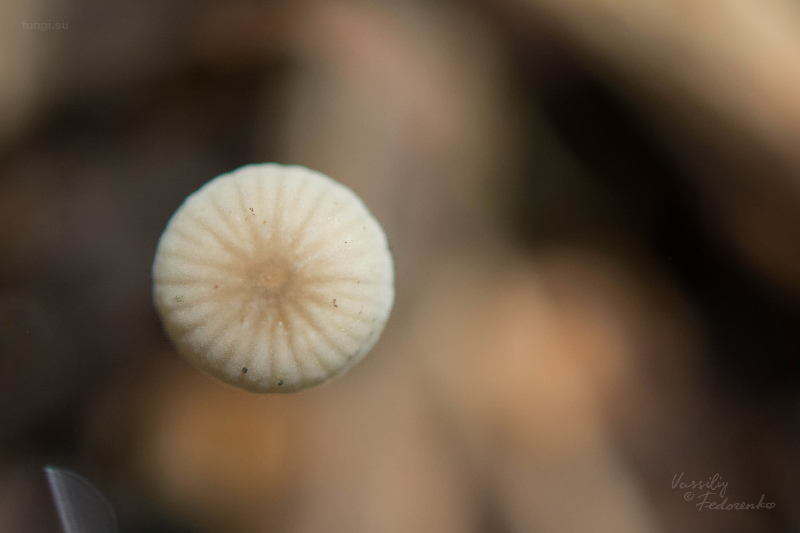 mycena_mirata_03.jpg