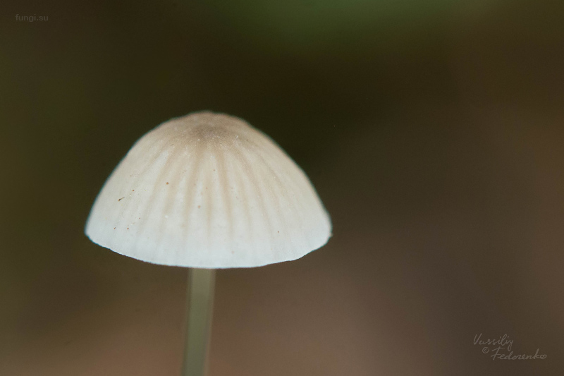 mycena_mirata_04.jpg