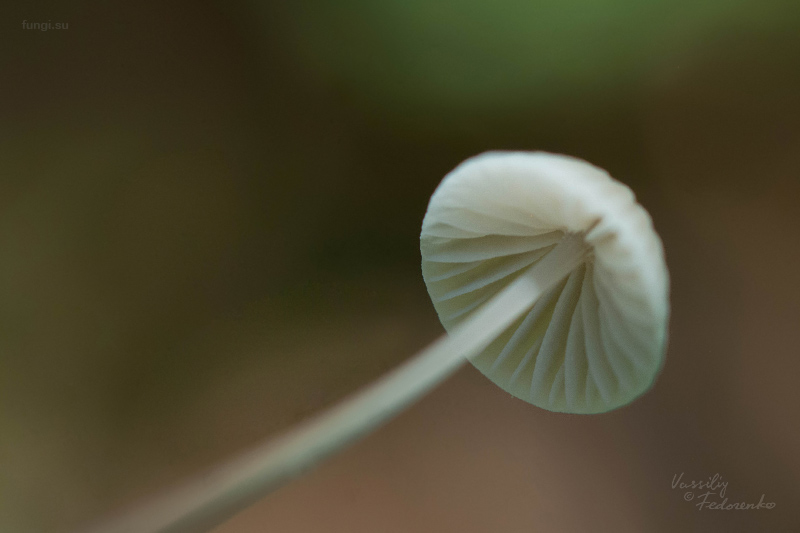 mycena_mirata_05.jpg