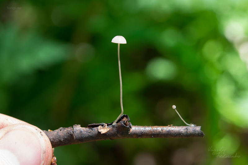 mycena_mirata_06.jpg