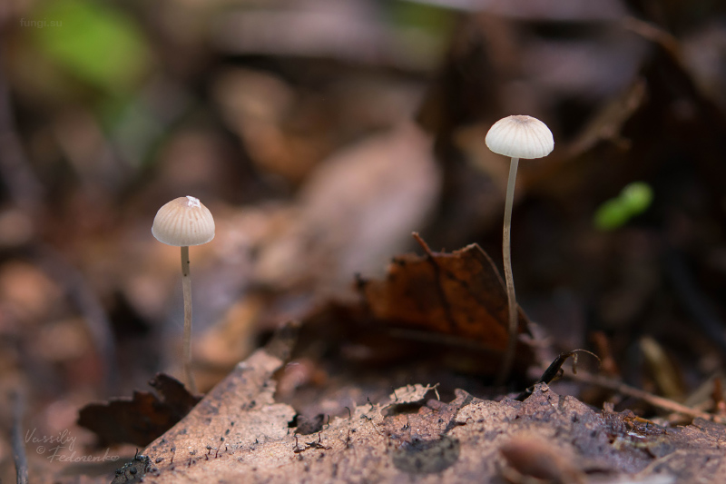 mycena_mirata_07.jpg