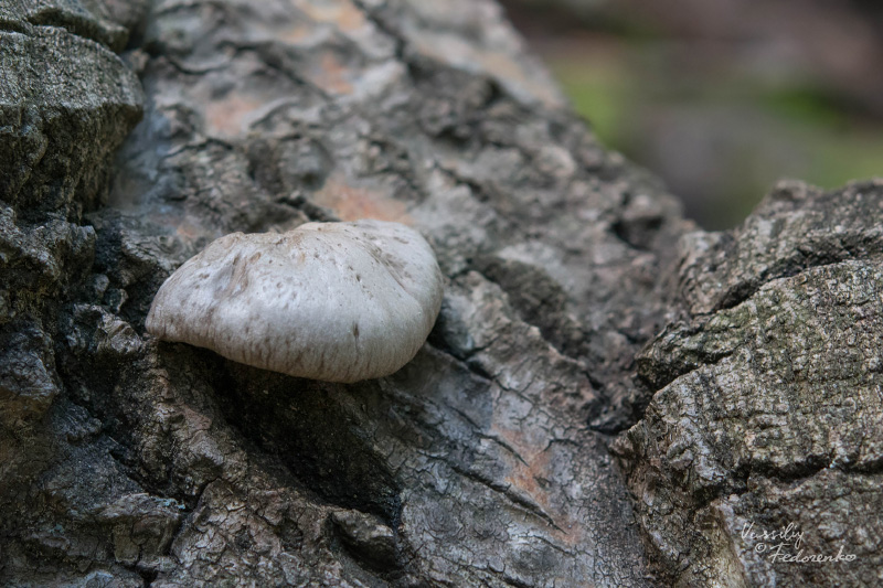 pleurotus-calyptratus_01.jpg