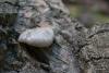 pleurotus-calyptratus_01_t1.jpg