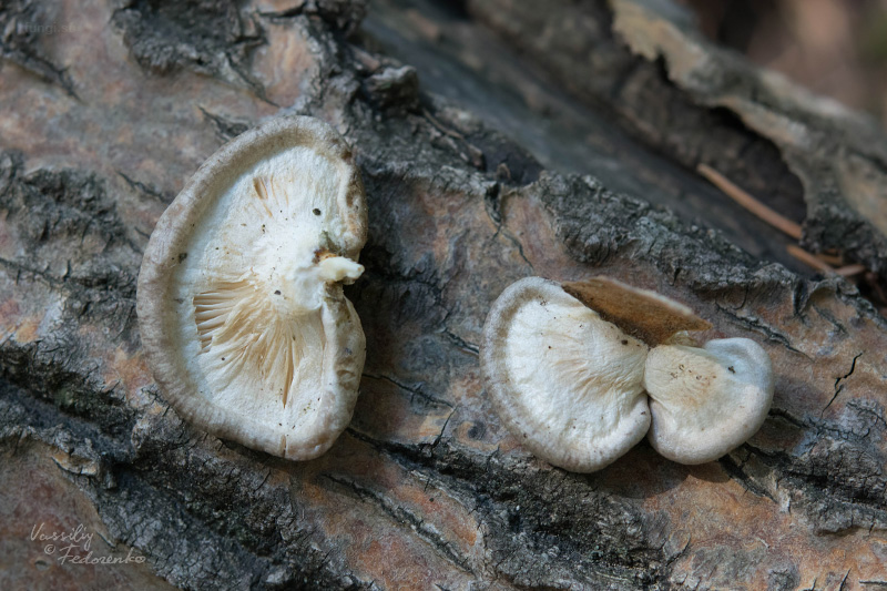 pleurotus-calyptratus_03.jpg