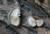 pleurotus-calyptratus_03_t1.jpg