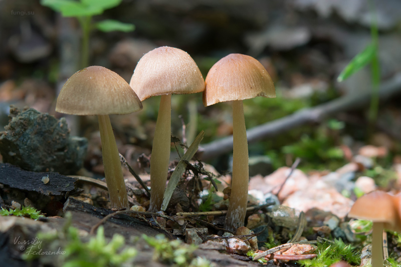 psathyrella_03.jpg