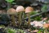 psathyrella_03_t1.jpg