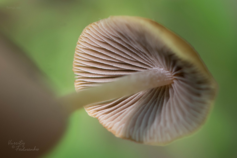 psathyrella_04.jpg