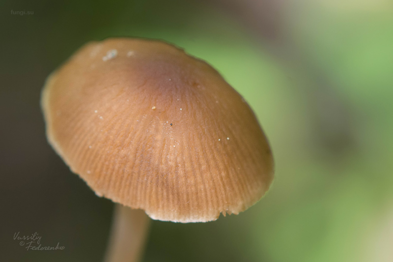 psathyrella_05.jpg