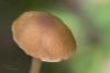 psathyrella_05_t1.jpg