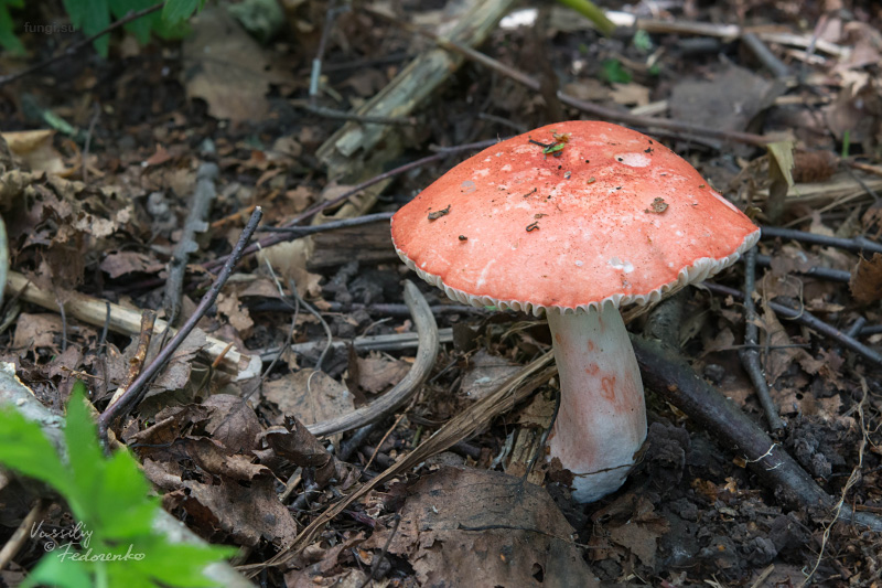 russula_01.jpg