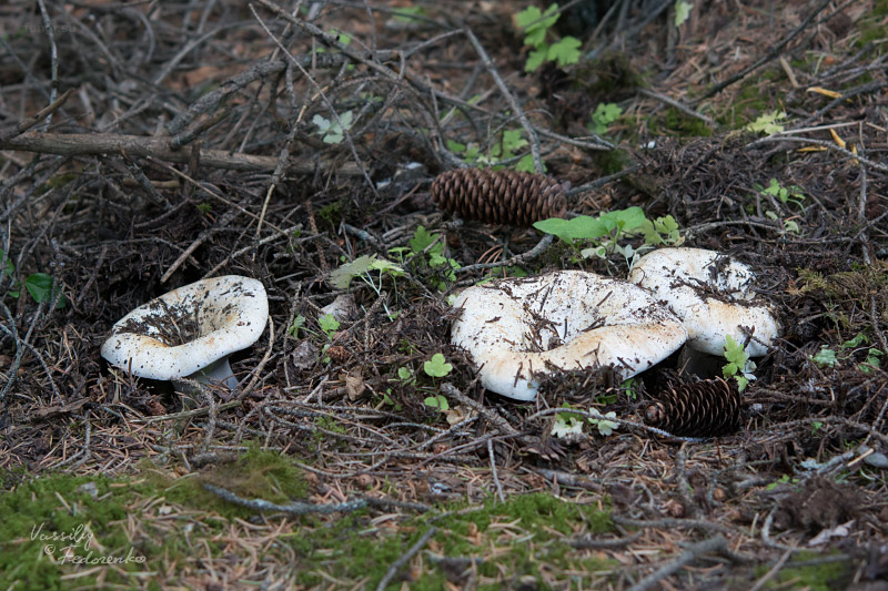 russula_delica_01.jpg