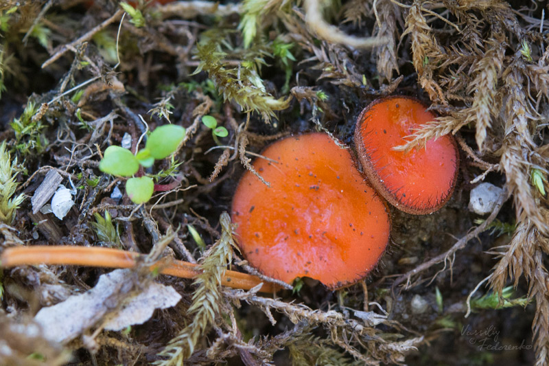 scutellinia_02.jpg