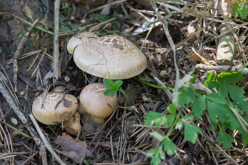 tricholoma_01.jpg