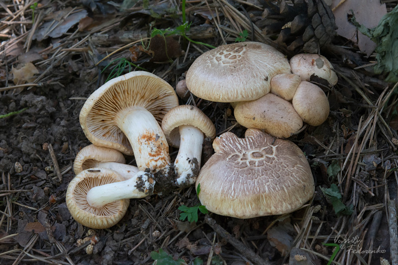 tricholoma_02.jpg