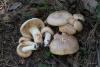 tricholoma_02_t1.jpg