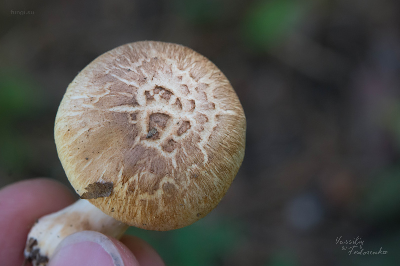 tricholoma_03.jpg