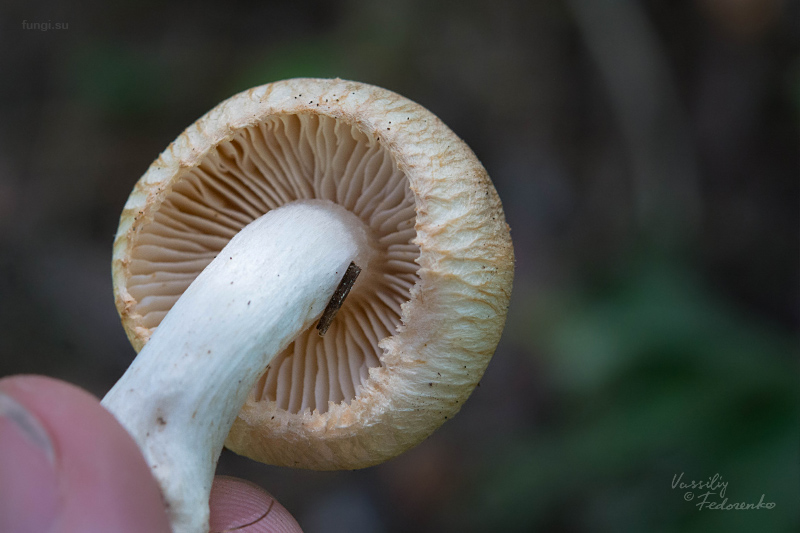 tricholoma_04.jpg