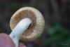 tricholoma_04_t1.jpg