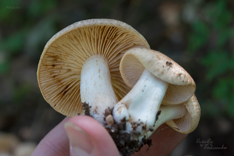 tricholoma_05.jpg