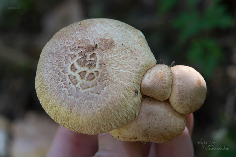 tricholoma_06.jpg