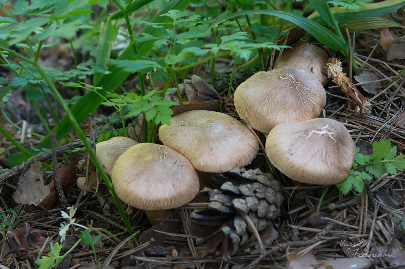 tricholoma_07.jpg