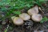 tricholoma_07_t1.jpg