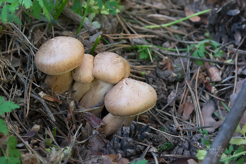 tricholoma_09.jpg