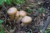 tricholoma_09_t1.jpg