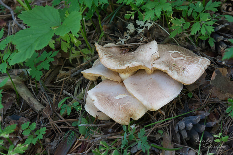 tricholoma_10.jpg