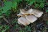 tricholoma_10_t1.jpg