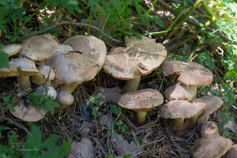 tricholoma_11.jpg