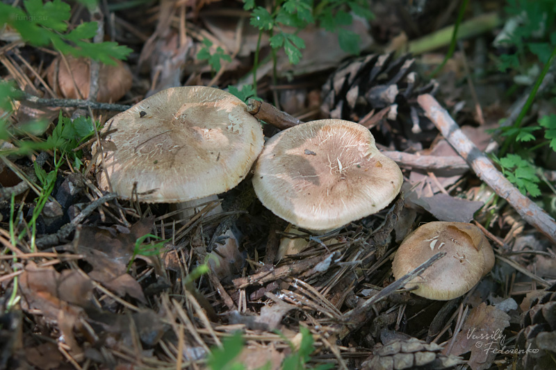 tricholoma_12.jpg