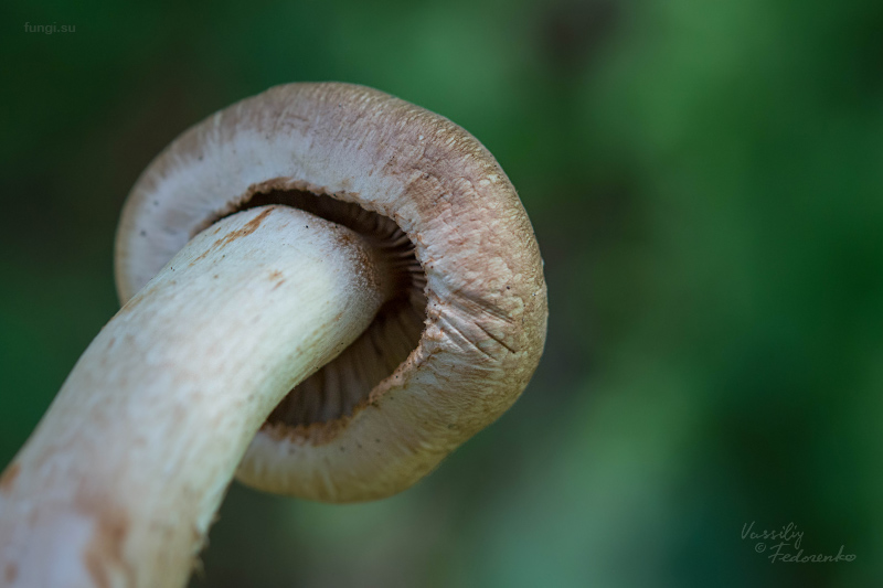 tricholoma_13.jpg