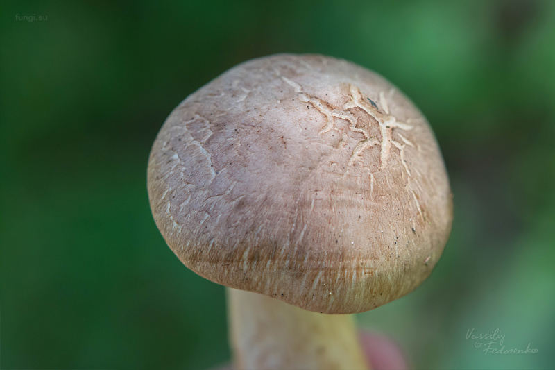 tricholoma_14.jpg