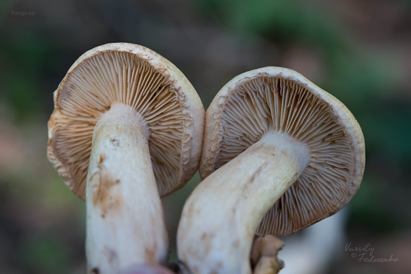 tricholoma_15.jpg