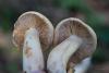 tricholoma_15_t1.jpg