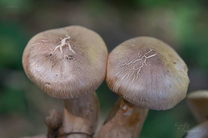 tricholoma_16.jpg