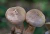 tricholoma_16_t1.jpg