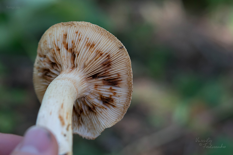 tricholoma_17.jpg