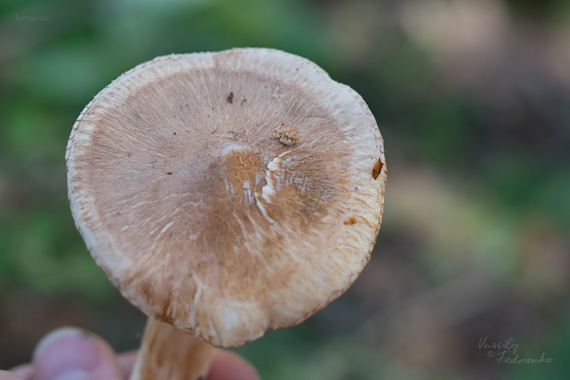 tricholoma_18.jpg