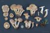 tricholoma_19_t1.jpg