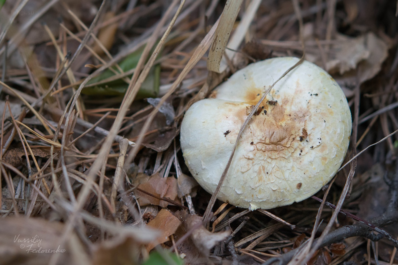 agaricus_01.jpg